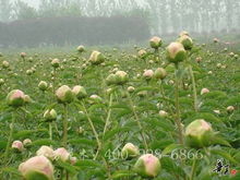 精品花色系列 菏澤市芬芳花木種植專業(yè)合作社的盆景藝術(shù)