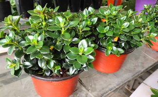 綏德景源花卉新貨到店，精品花卉先到先得