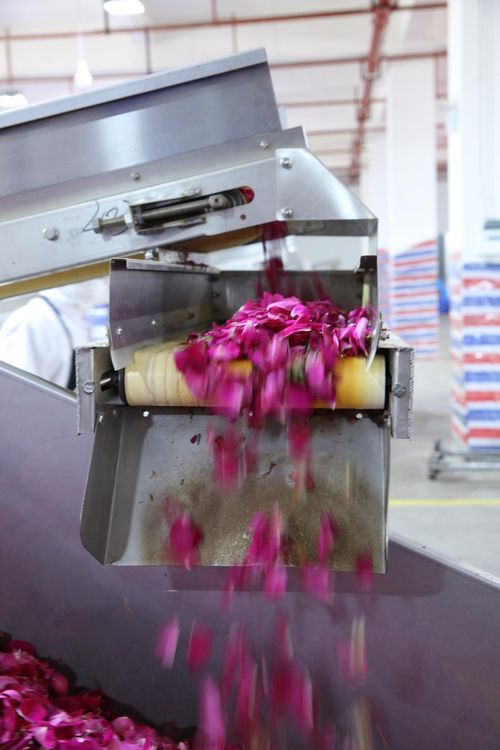 全面革新 嘉華食品花工廠技術(shù)升級(jí)與盆景種植新篇章