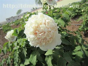 精品牡丹熱賣(mài)促銷 價(jià)格、廠家與供應(yīng)商全解析