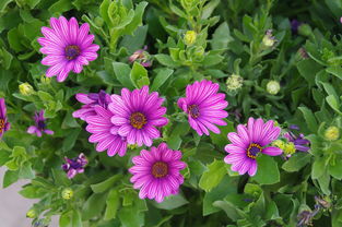 花卉盆景種植 藝術與自然的完美融合