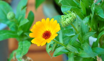 花卉 自然的詩篇與生命的禮贊