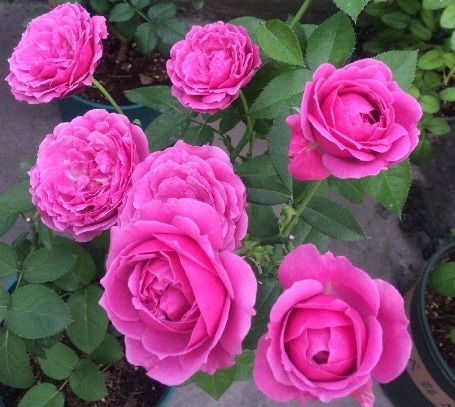 新手養花首選精品 花苞成倍冒，10天爆盆的盆景種植指南